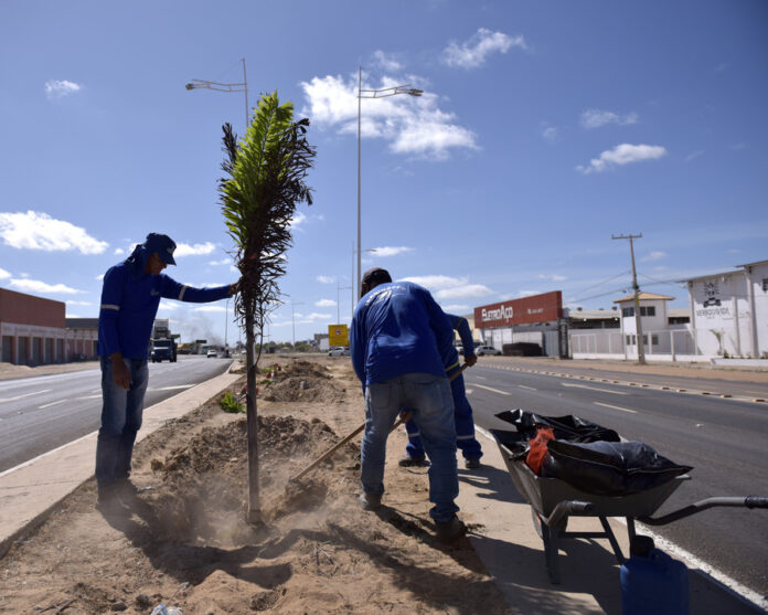 Paisagismo na BA-210 embeleza trecho duplicado e iluminado, valorizando entrada de Juazeiro
