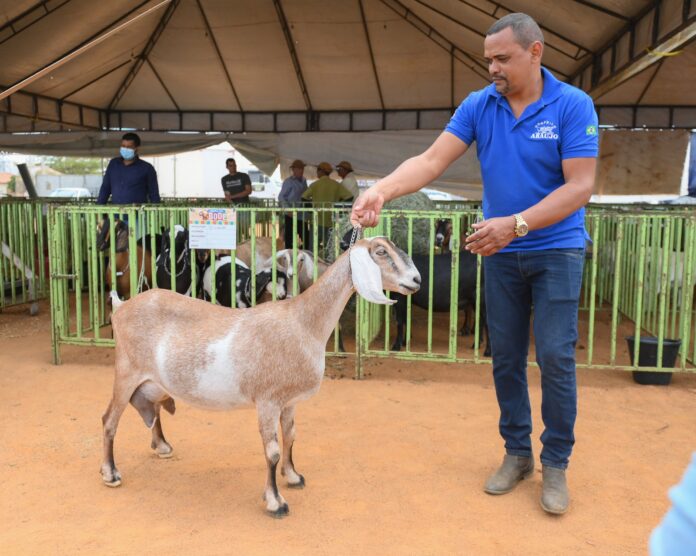 16ª Feira do Bode de Massaroca reuniu mais de 300 animais e contou com shows, serviços ao público e artesanato durante o fim de semana
