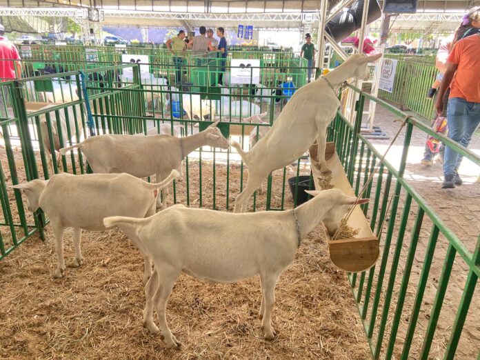 16ª Expovale movimenta Juazeiro e consolida a cidade como referência na caprinovinocultura