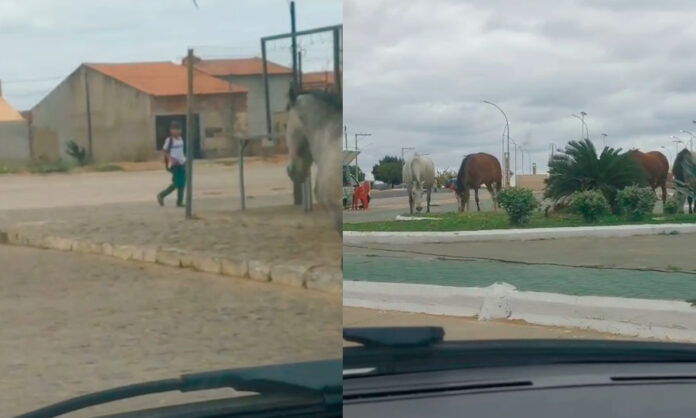 Casa Nova está há nove meses sem prefeito; moradores denunciam falta de ação do gestor, Anísio Viana, e animais soltos pelas ruas