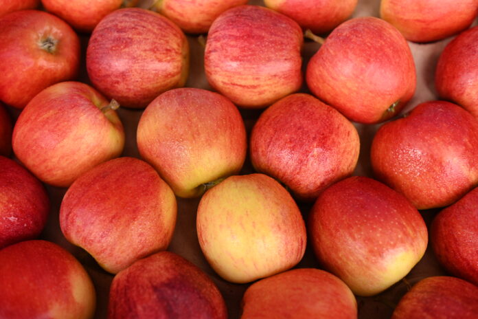 AMA divulga cotação de hortifrutigranjeiros no Mercado do Produtor de Juazeiro nesta segunda-feira (27)