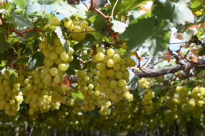 AMA divulga cotação dos hortifrutigranjeiros comercializados no Mercado do Produtor de Juazeiro nesta quarta-feira (22).