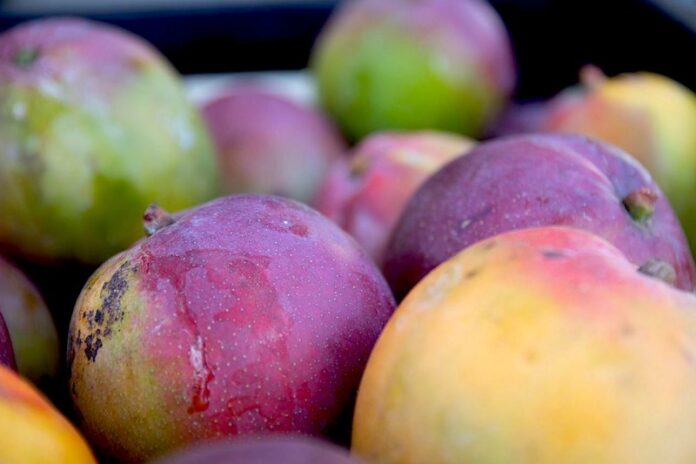 AMA divulga cotação dos produtos comercializados no Mercado do Produtor de Juazeiro nesta quinta-feira (23)