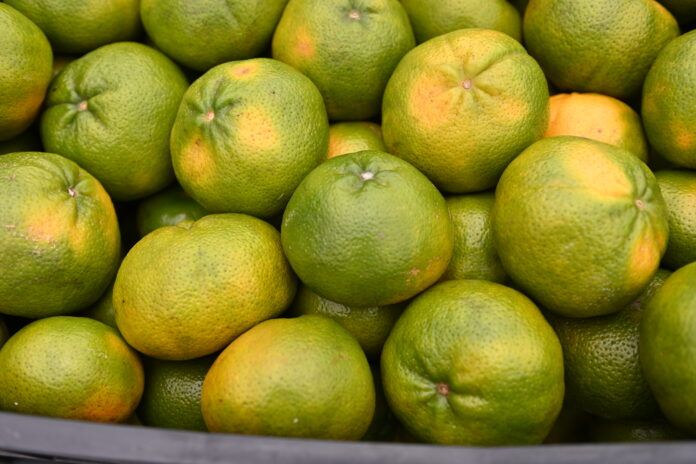 Prefeitura divulga preços atualizados de hortifrutigranjeiros no Mercado do Produtor de Juazeiro nesta quinta (14)