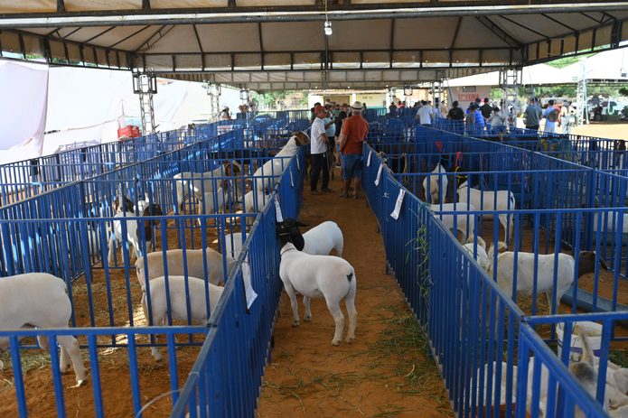 17ª Feira do Bode de Massaroca movimenta R$ 56 mil e celebra a força do campo e da economia em Juazeiro