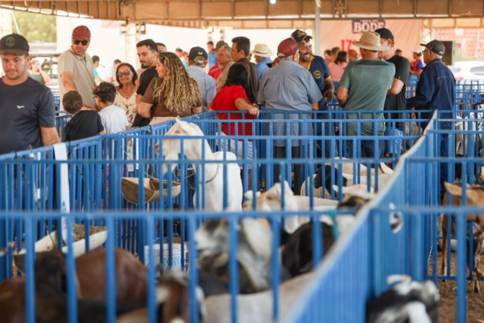 17ª Feira da Caprinocultura de Pinhões supera expectativas de público, comercialização e exposição de animais