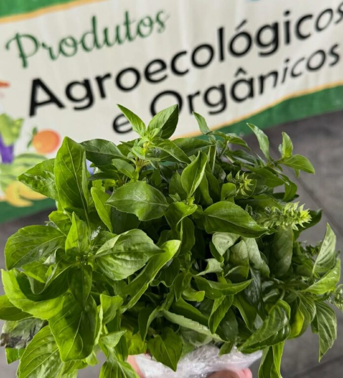 Prefeitura de Juazeiro divulga cotação de hortifrutigranjeiros e destaca preços de plantas medicinais no Mercado do Produtor